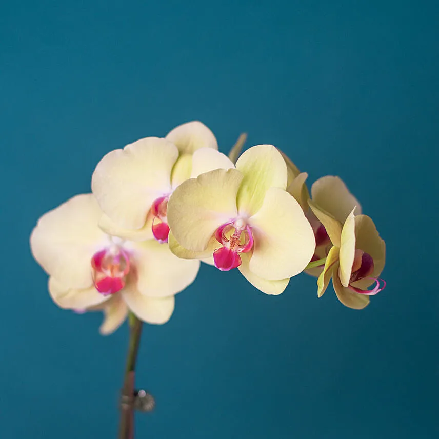 Dual Orchid Plants in Grey Designer Vase