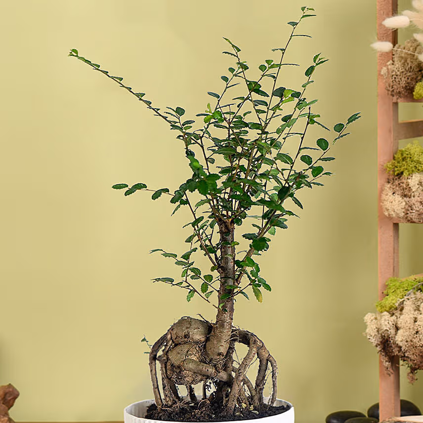 Chinese Elm Bonsai