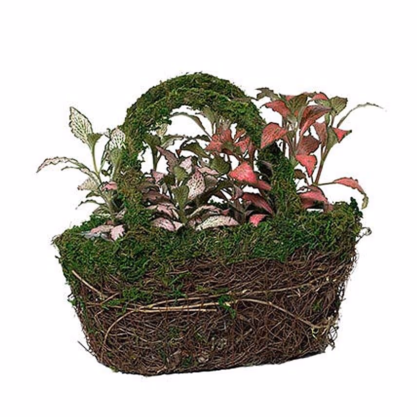 Designer Hand Basket Fittonia Plant