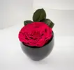 Valentine's Red Forever Rose