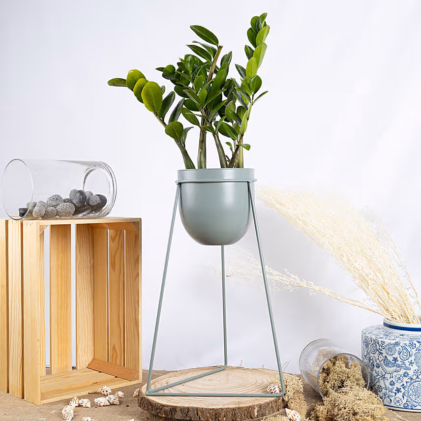 ZZ Plant Stand