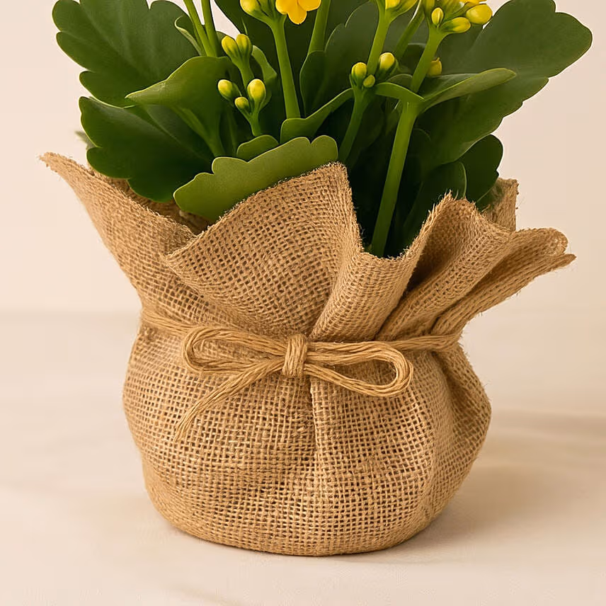 Jute Wrapped Yellow Kalanchoe Plant