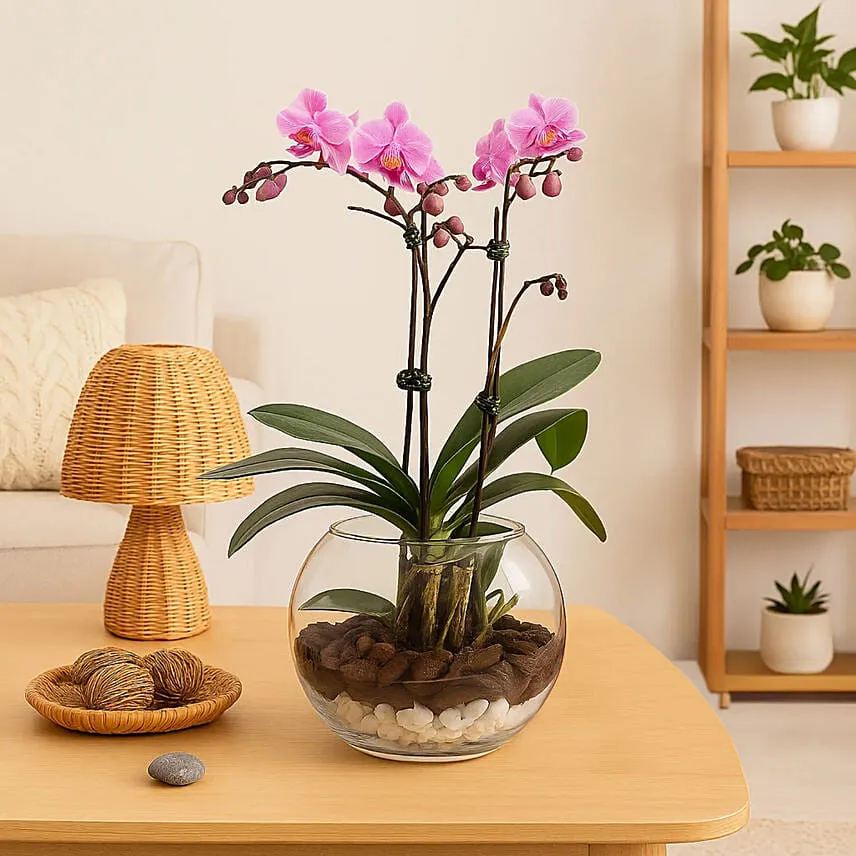 Mini Double Phalaenopsis In Fishbowl
