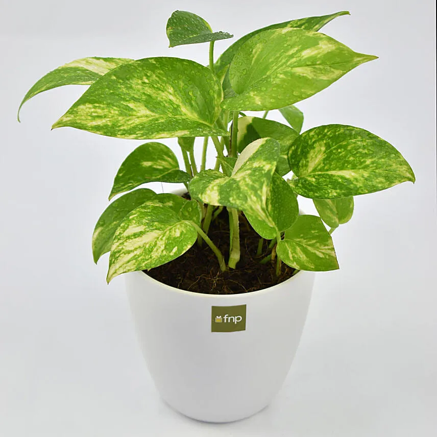Money Plant in Designer Pot
