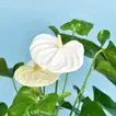 Celebrate Dad with White Anthurium & Shaghaf Oud Azraq Perfume Gift Set