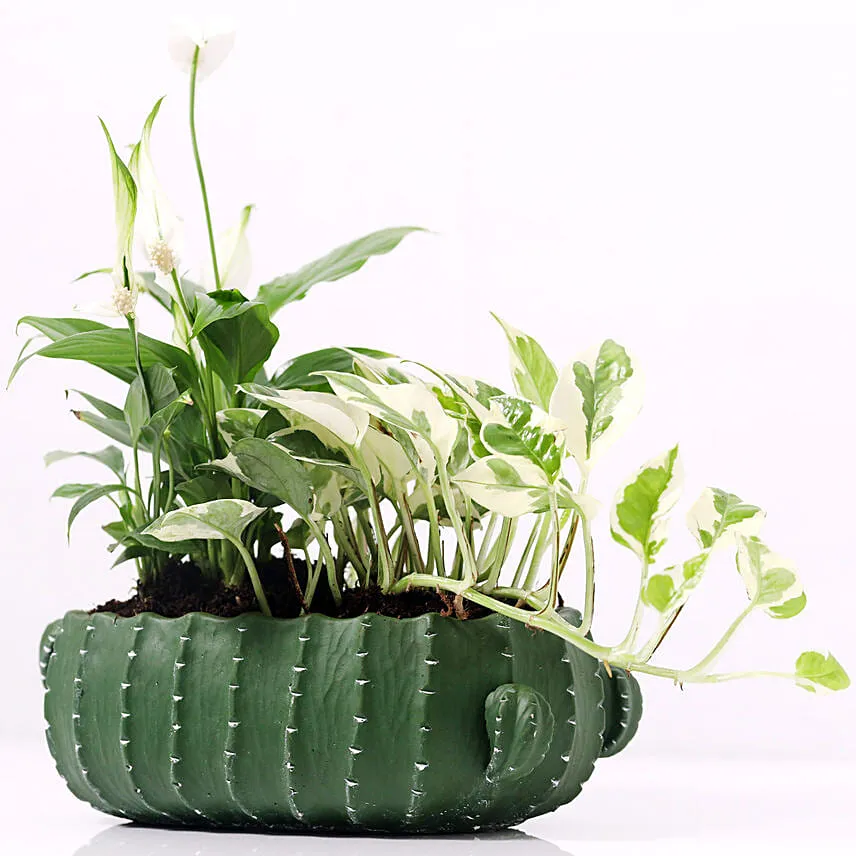 Spathiphyllum and Scindapsus In Designer Pot