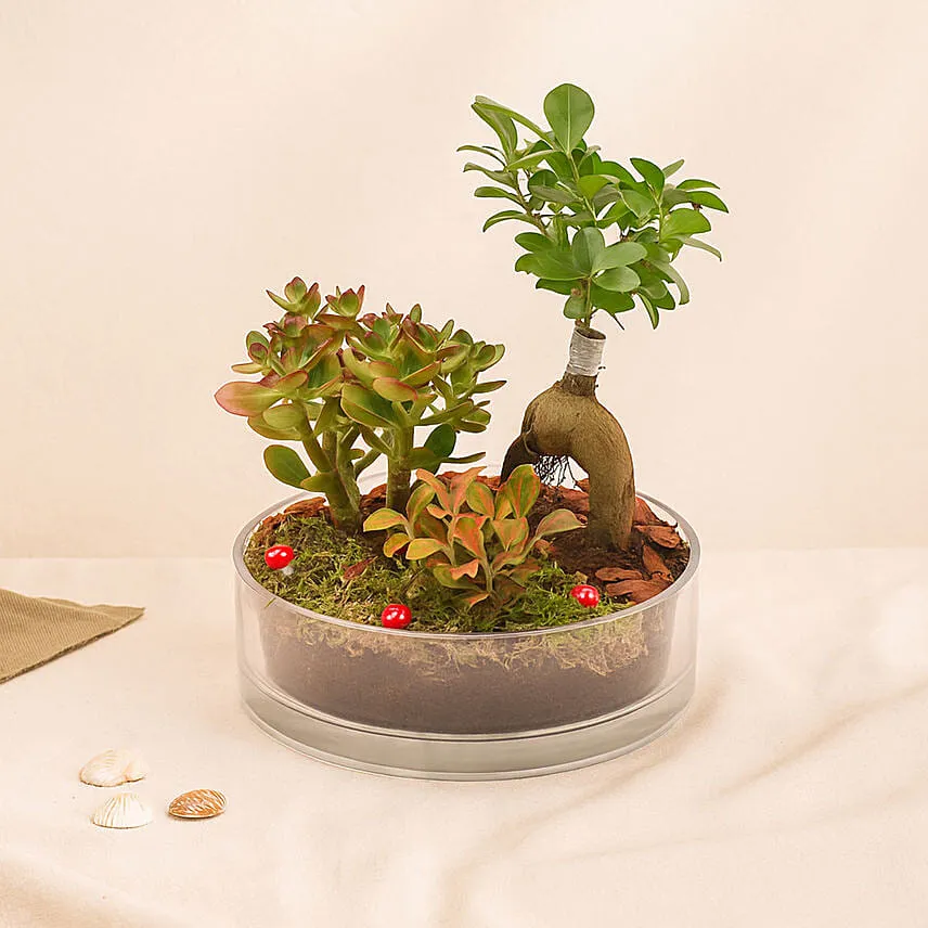 House Warming Plants in Glass Dish