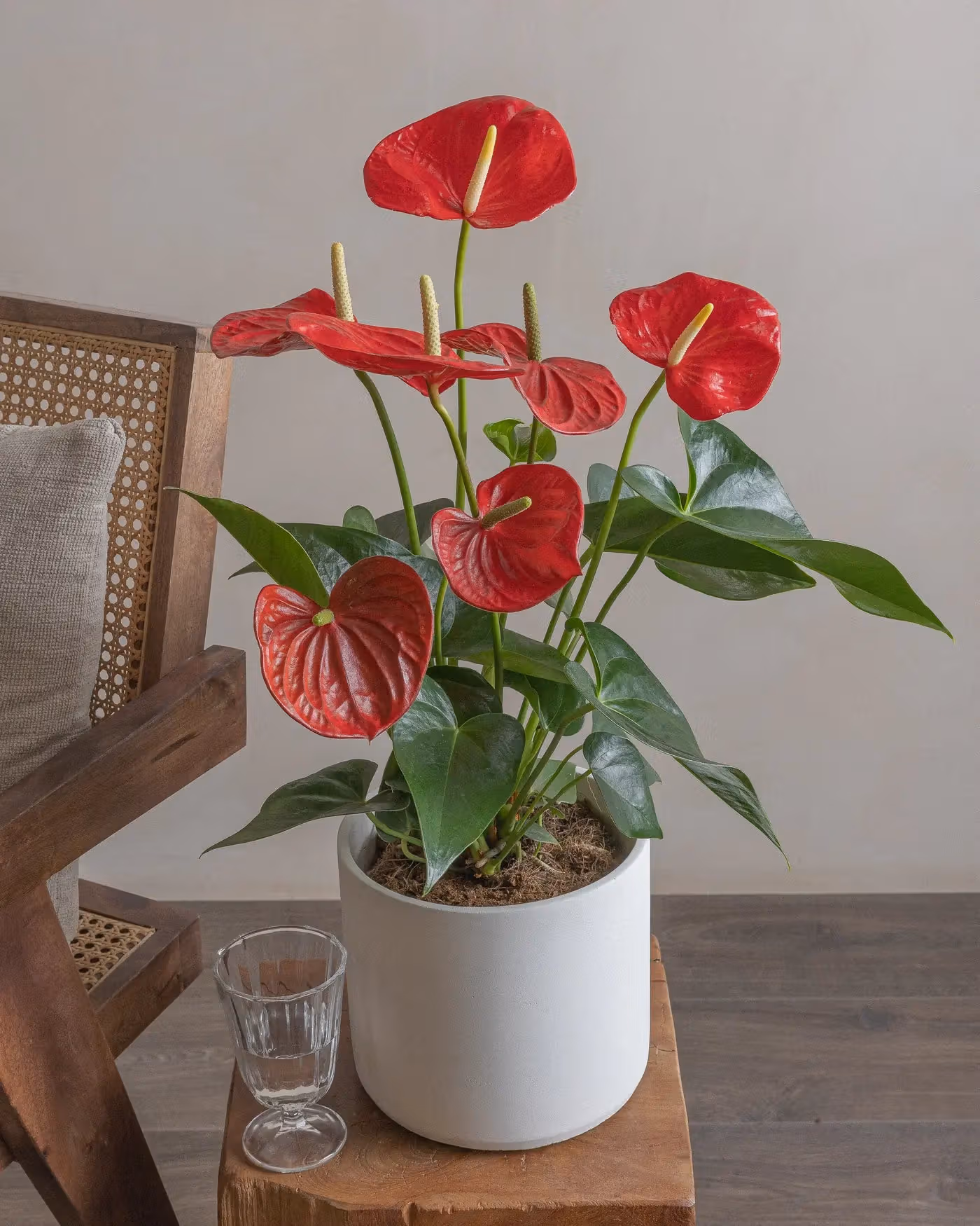 Varient Advanced - Test Product - Nursery / White