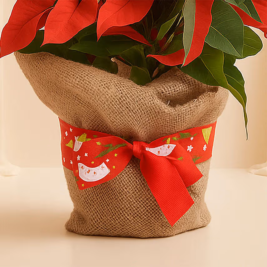 Poinsettia Plant in Natural Jute
