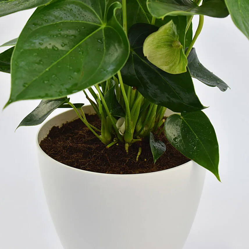 White Anthurium Plant In White Pot
