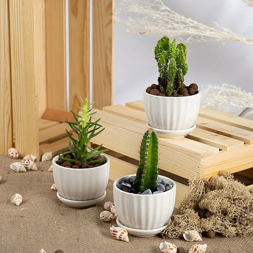 Set of 3 Small Cactus