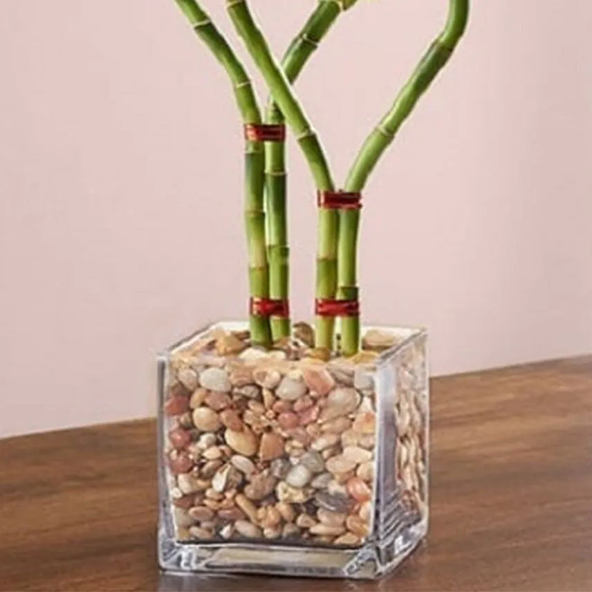 Double Heart Shaped Bamboo