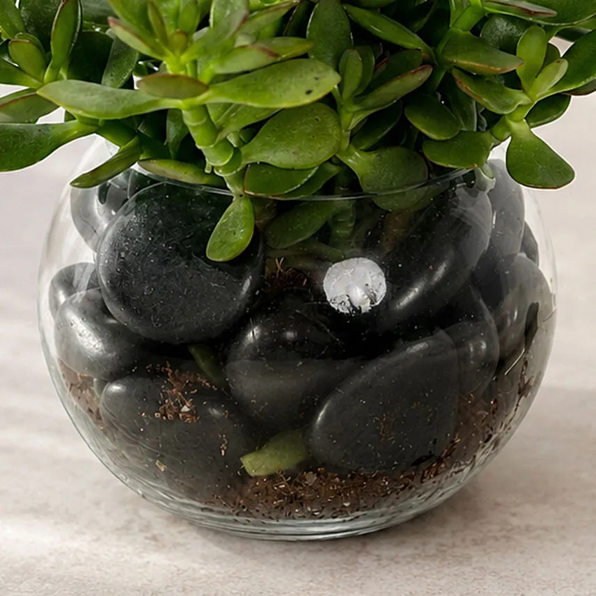Jade Plant In Glass Bowl