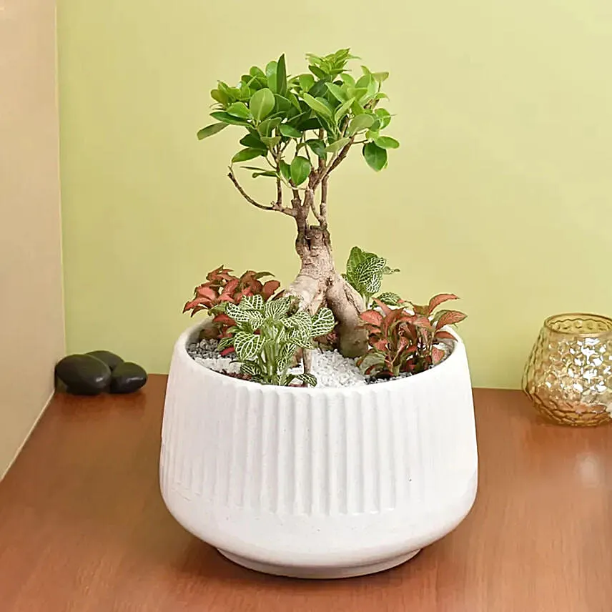 Bonsai & Fittonia Plant In Platter Planter