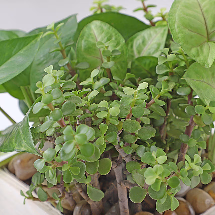 Jade N Money Plant Wooden Base Terrarium