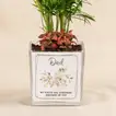 Father's Day Delight: Chamaedorea & Red Fittonia Desk Plant in Glass Vase