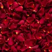 Premium Fresh Red Rose Petals - Half Kg