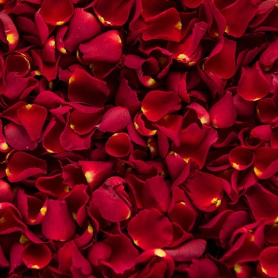 Premium Fresh Red Rose Petals - Half Kg