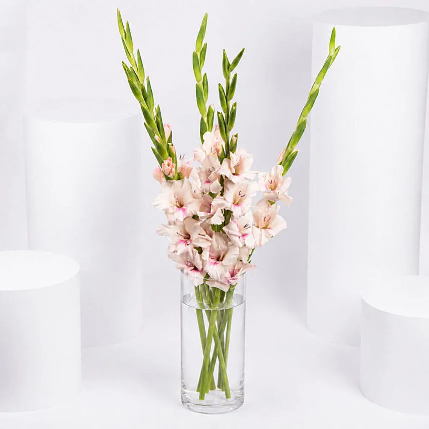 Pink Gladiolus In Premium Vase