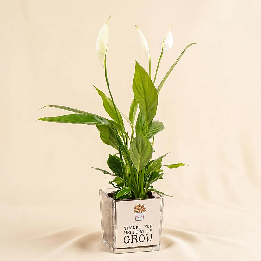 Potted Peace Lily Plant for Fathers Day