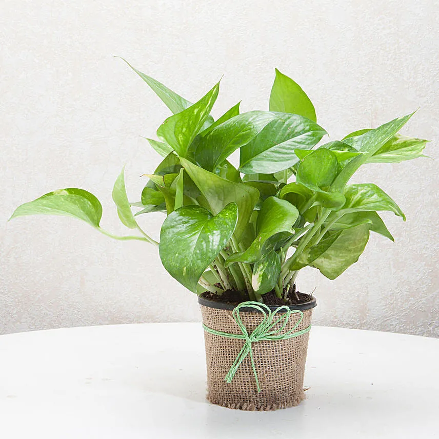Classic Money Plant With Ferrero Rocher