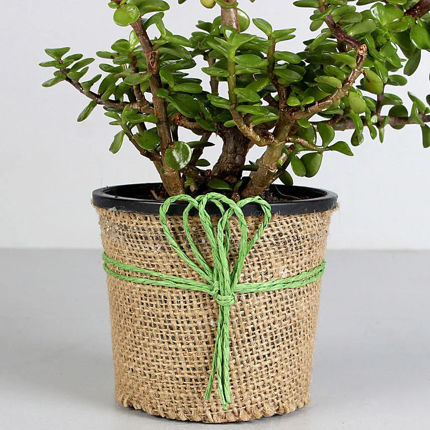 Classic Jade Plant for Fathers Day
