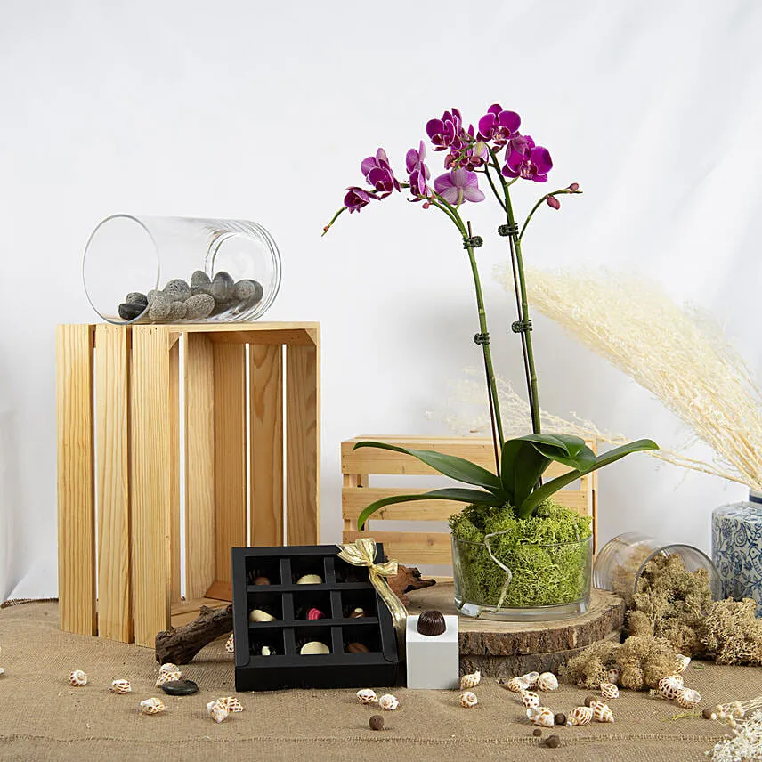Dual Stem Orchid Plant with Chocolates