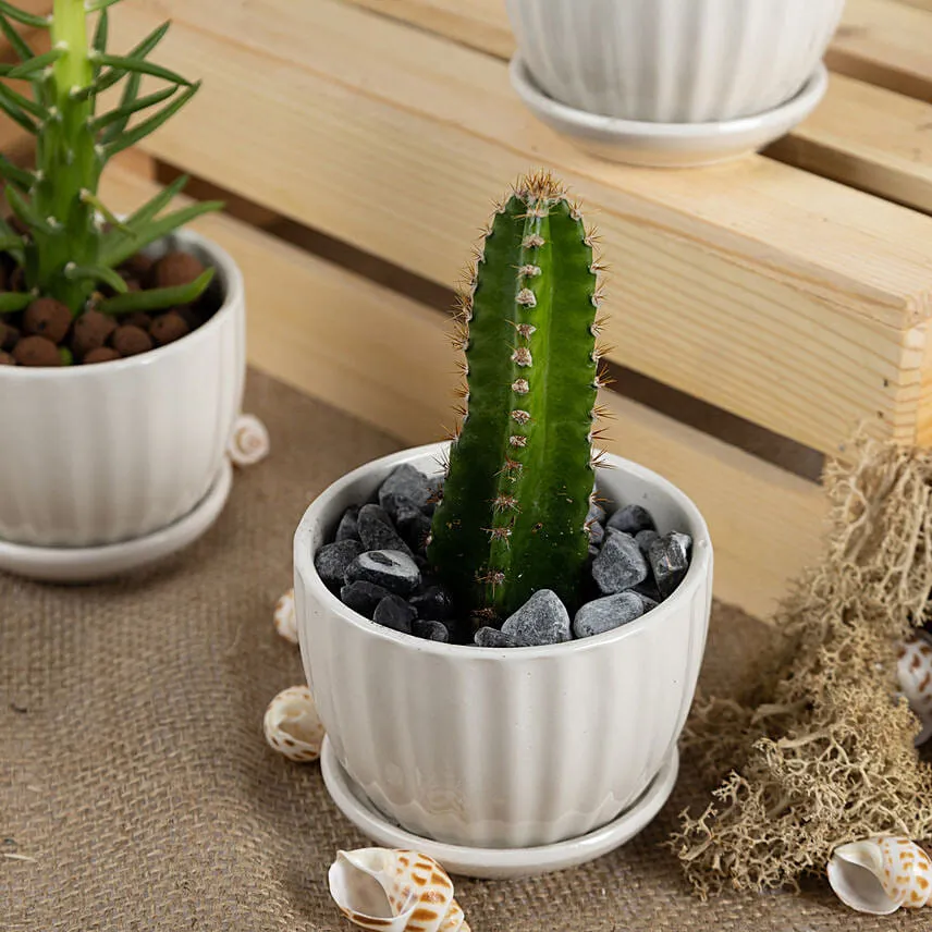 Set of 3 Small Cactus