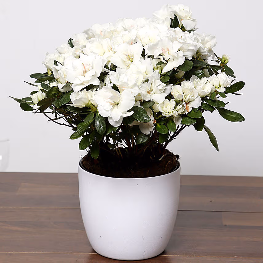 Beautiful White Azalea Plant and Godiva Truffles