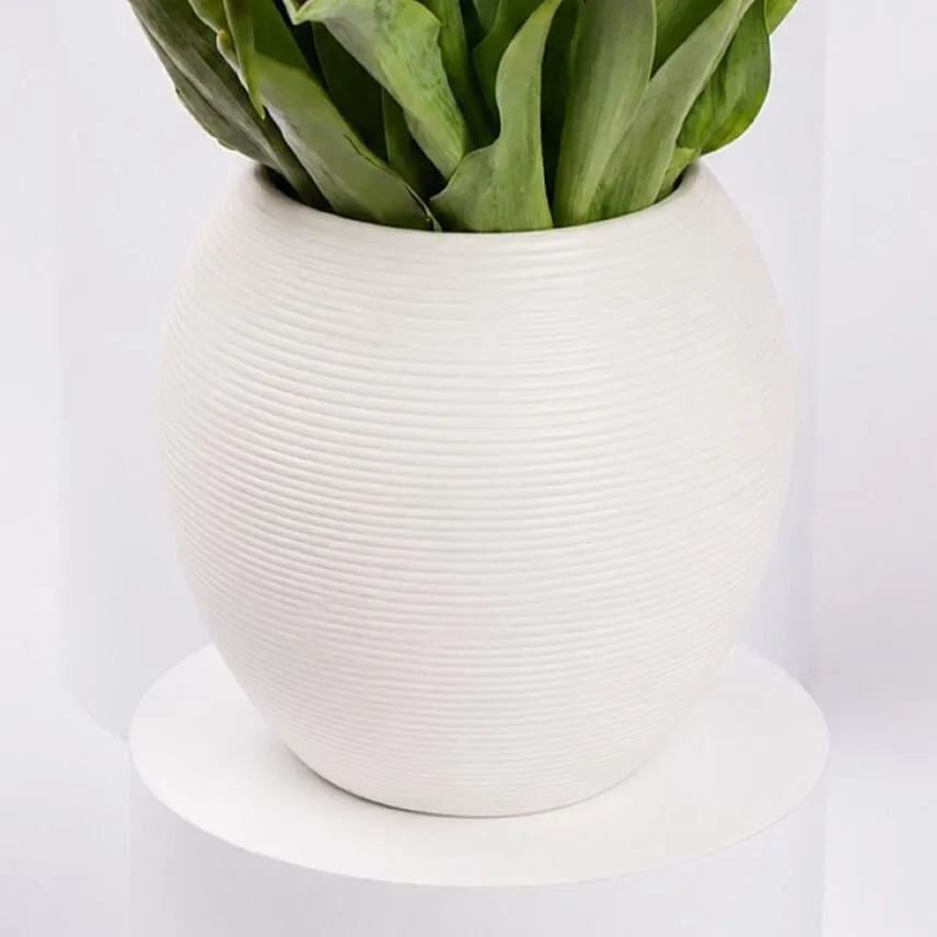 Mix Tulips in Premium Vase