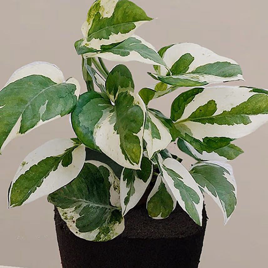 Foliage Epipremnum Plant