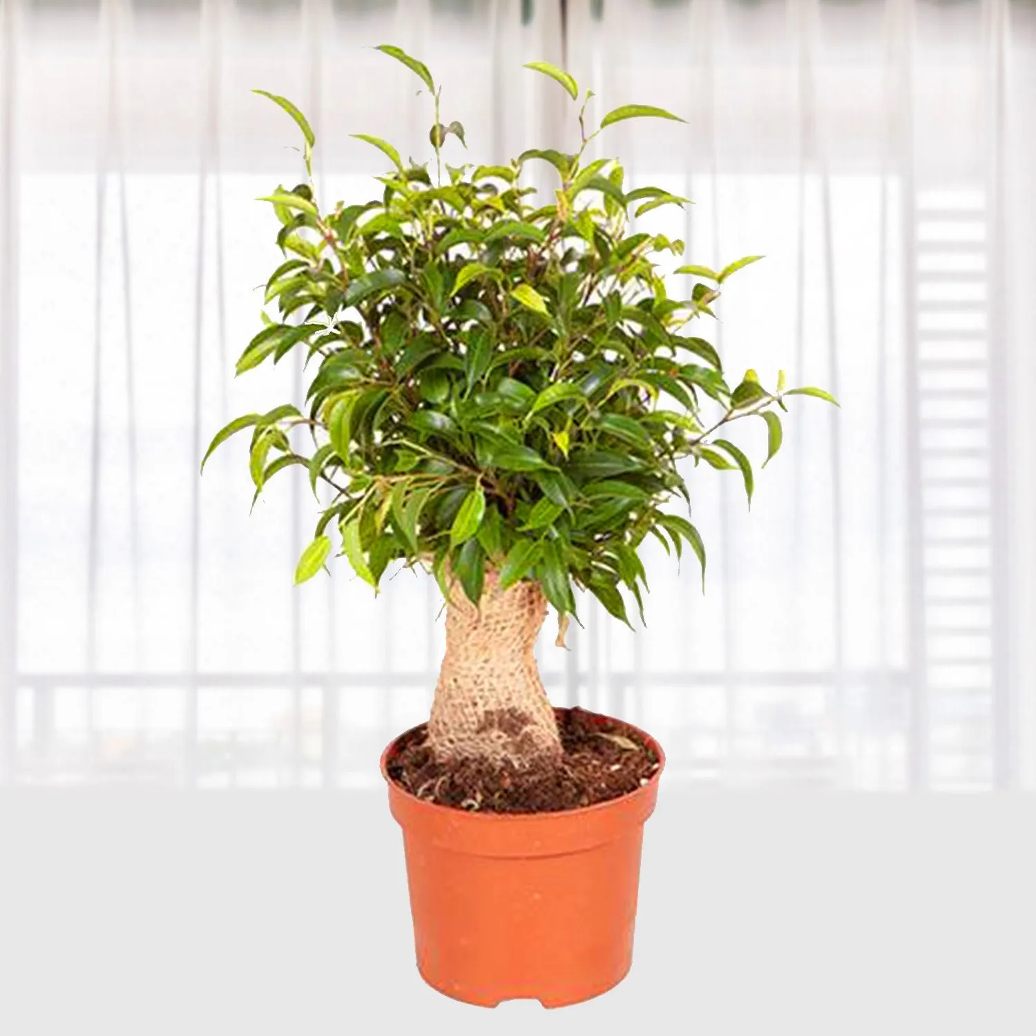Ficus Benji Natasja