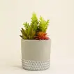Artificial Colorful Succulent Garden