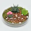 Deluxe Succulent Plant Gift Set with Glass Tray