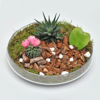 Deluxe Succulent Plant Gift Set with Glass Tray