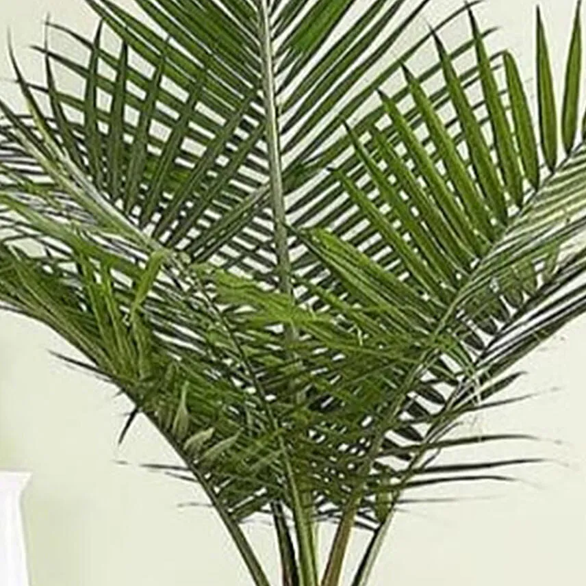 Majesty Palm Floor Plant