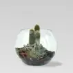 Elegant Cactus & Echeveria Succulent Fish Bowl Terrarium