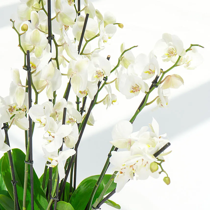 Holland Orchid 12 Stemd in Premium Planter
