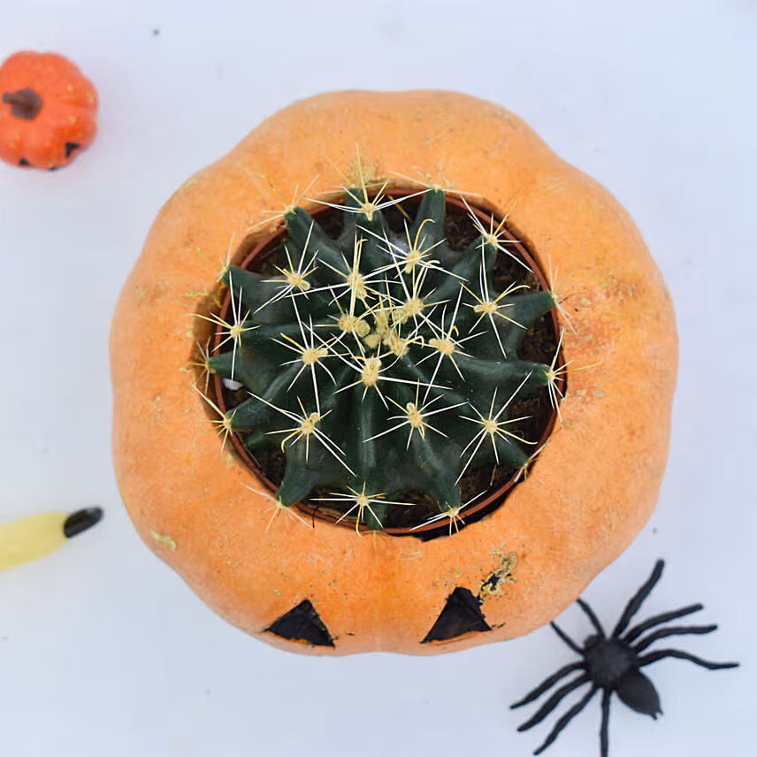 Cactus in Evil Pumpkin