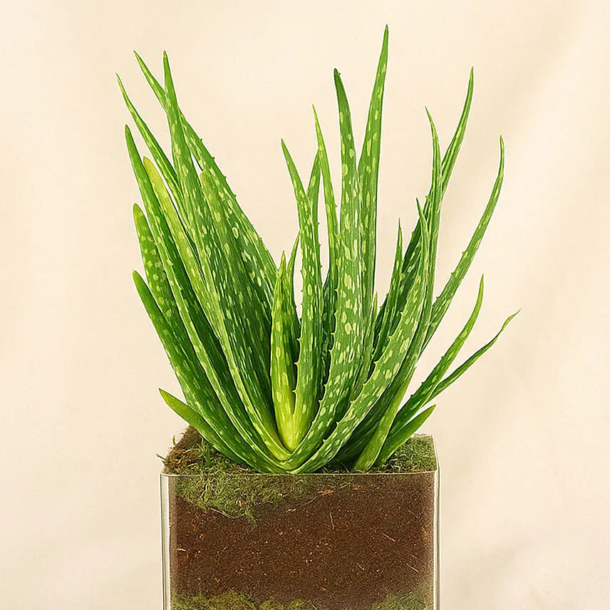 Aloe Vera Plant In Square Vase