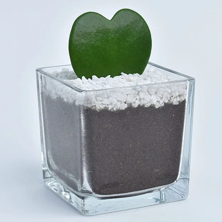 Heart Shaped Hoya Kerrii Plant