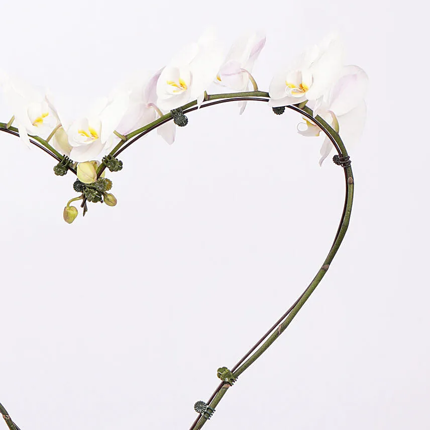 White Heart Orchid