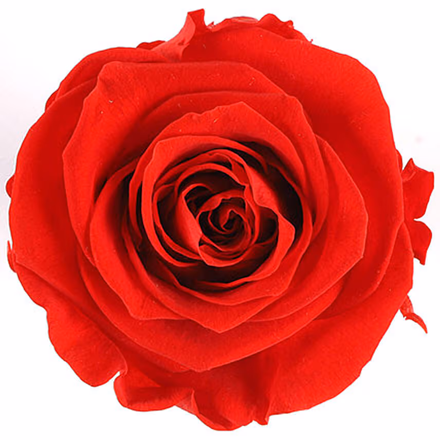 Forever Red Rose Box With Mini Mousse Cake For Valentines
