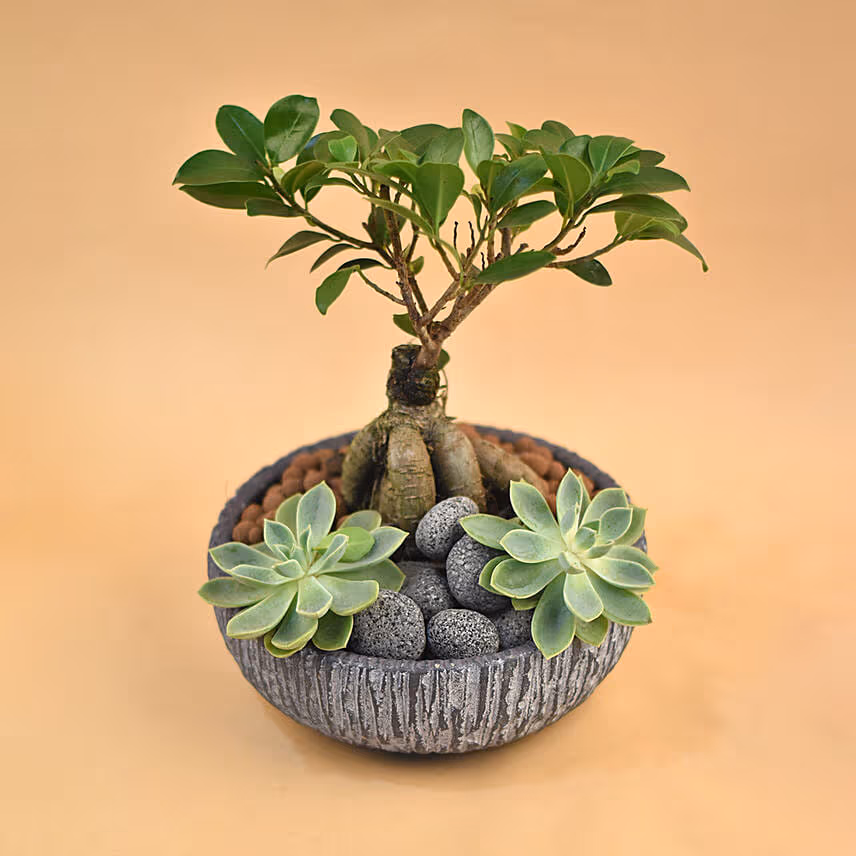 Bonsai & Echevieria Pot
