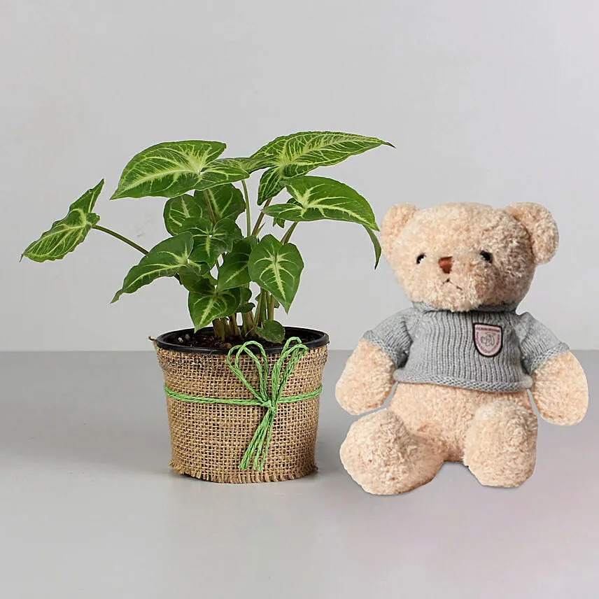 Syngonium Plant & Red White Teddy