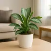 Stunning Aglaonema Silver Bay in Elegant Marble Finish Pot