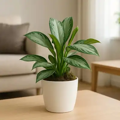 Stunning Aglaonema Silver Bay in Elegant Marble Finish Pot