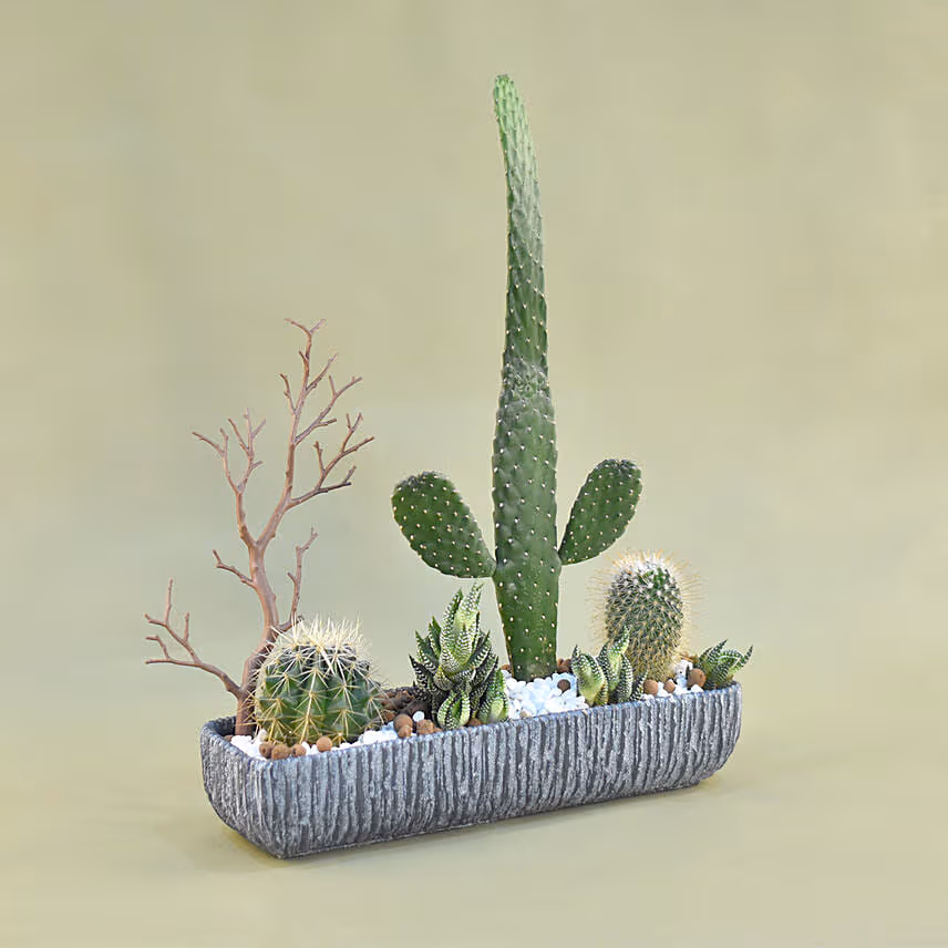 Mini Succulent Garden In Grey Vase