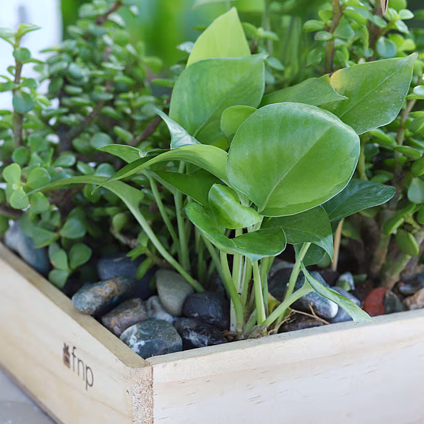 Jade N Money Plant Wooden Base Terrarium