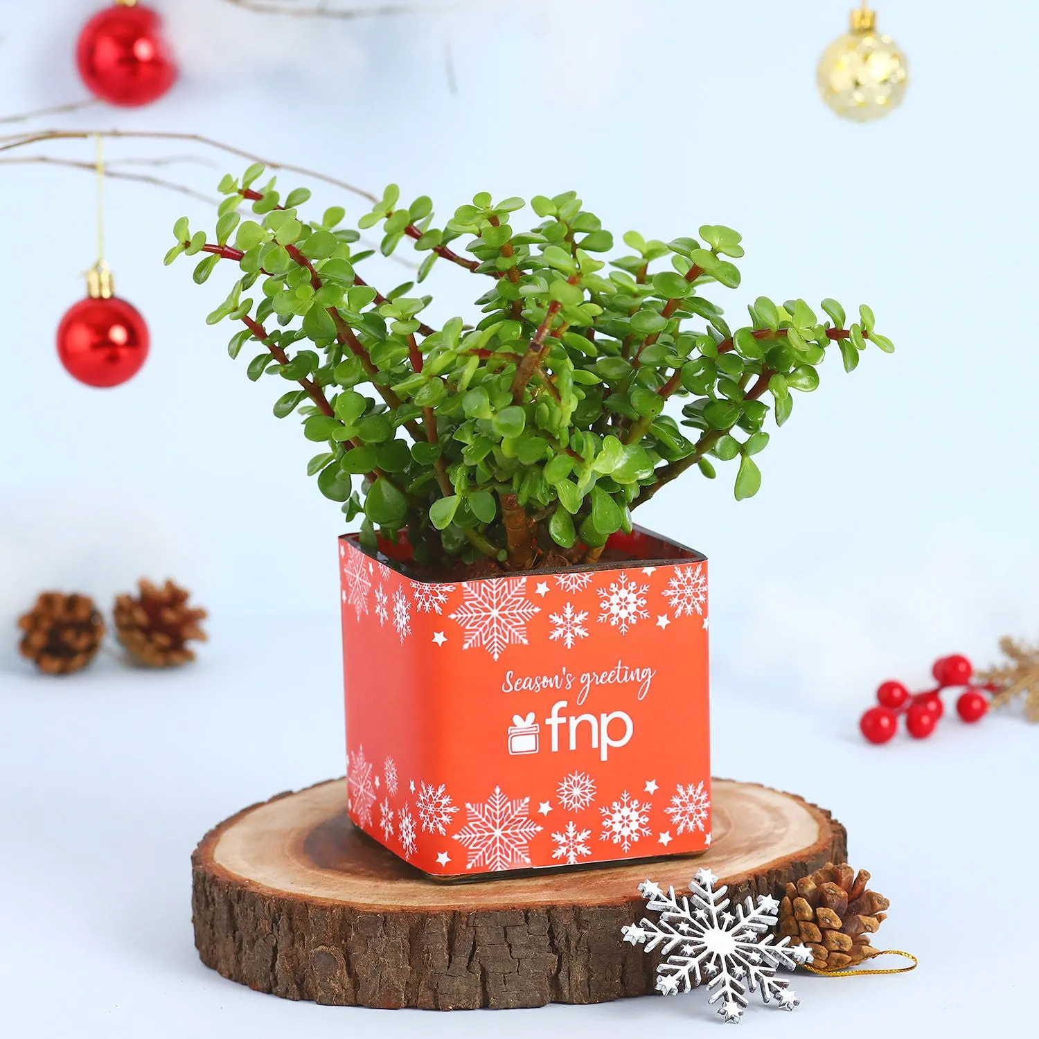 Jade Plant Seasons Greeting Vase